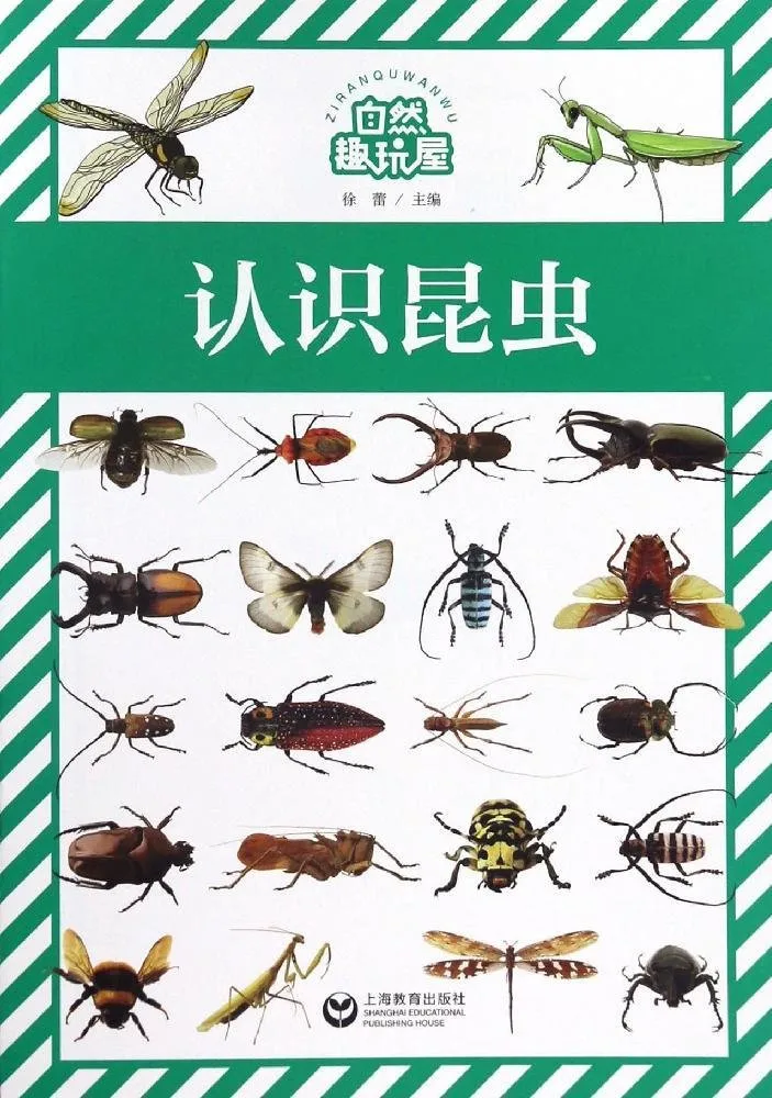 认识昆虫
