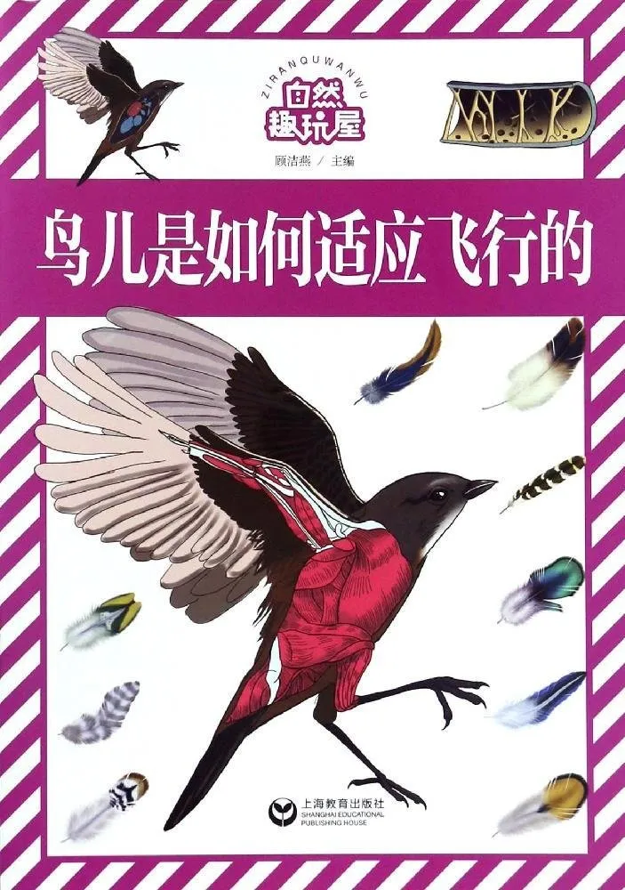 鸟儿是如何适应飞行的