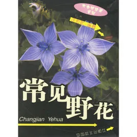常见野花